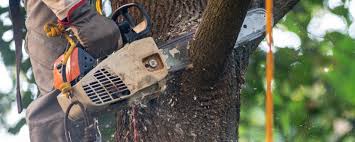 Best Fruit Tree Pruning  in Gibbsboro, NJ