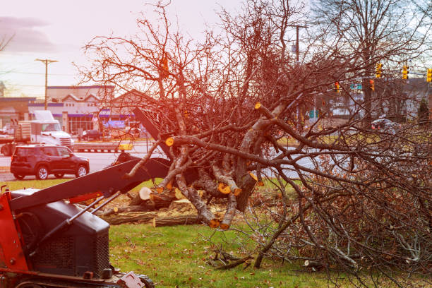 How Our Tree Care Process Works  in  Gibbsboro, NJ