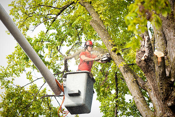 Reliable Gibbsboro, NJ Tree Care Solutions